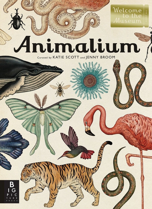 Animalium: Welcome to the Museum - Broom, Jenny (Hardcover)-Children's Books/Ages 9-12 Nonfiction-9780763675080-BookBizCanada