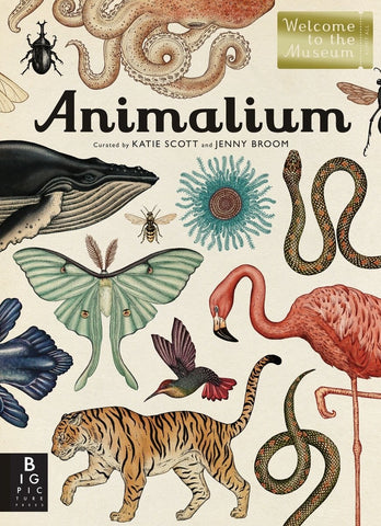 Animalium: Welcome to the Museum - Broom, Jenny (Hardcover)